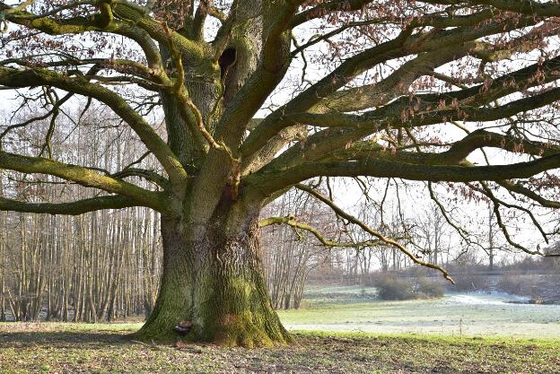 Mächtige Feldeiche (Quercus robur), Umfang 6,49 m 