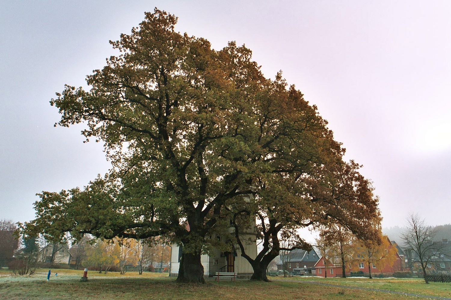 Fröhlich - Wege zu alten Bäumen - Sachsen-Anhalt - Nr 82 - Eichen auf der Kirchwiese in Elend