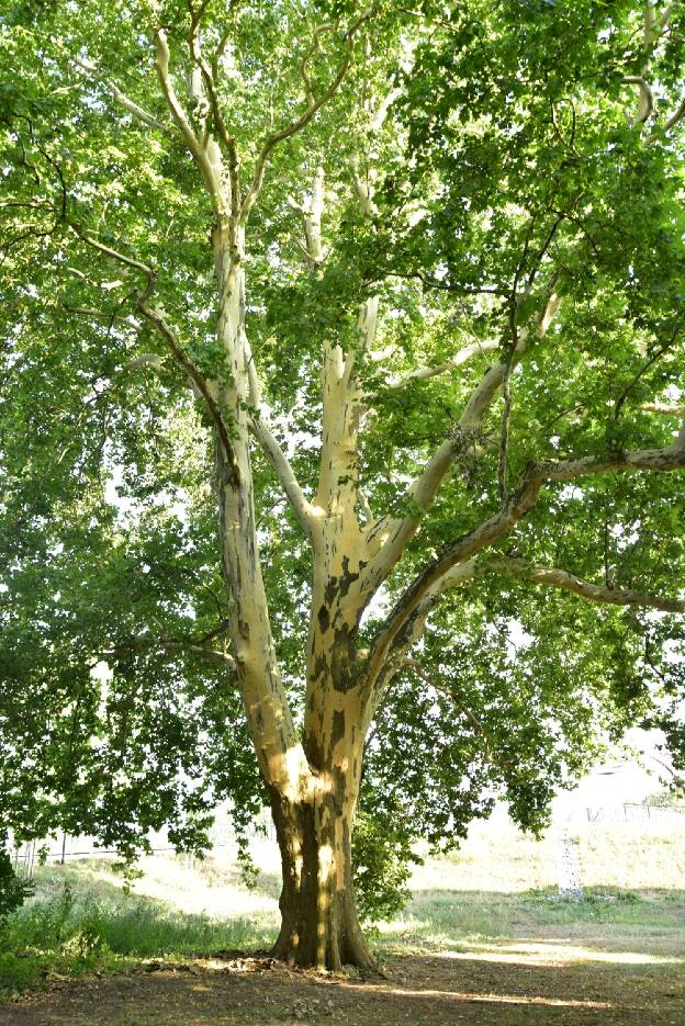Fröhlich - Wege zu alten Bäumen - Sachsen - Nr 78b - Platane im Park Riesa-Gröba
