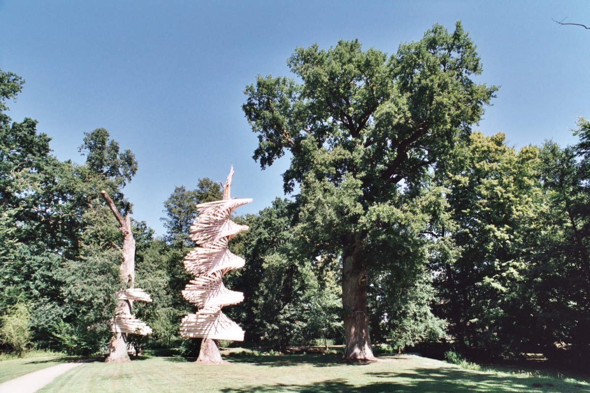Eiche im Schloßpark Schlemmin (Quercus robur), Umfang 6,22 m 