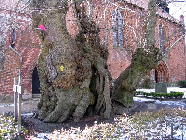 Fröhlich - Wege zu alten Bäumen - Mecklenburg-Vorpommern - Nr 21 - Friedhofslinde in Reinberg