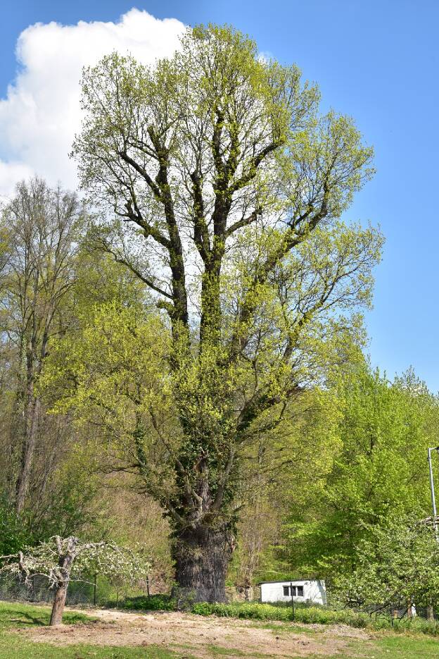 Eiche bei Schmeckwitz, Umfang 7,22 m