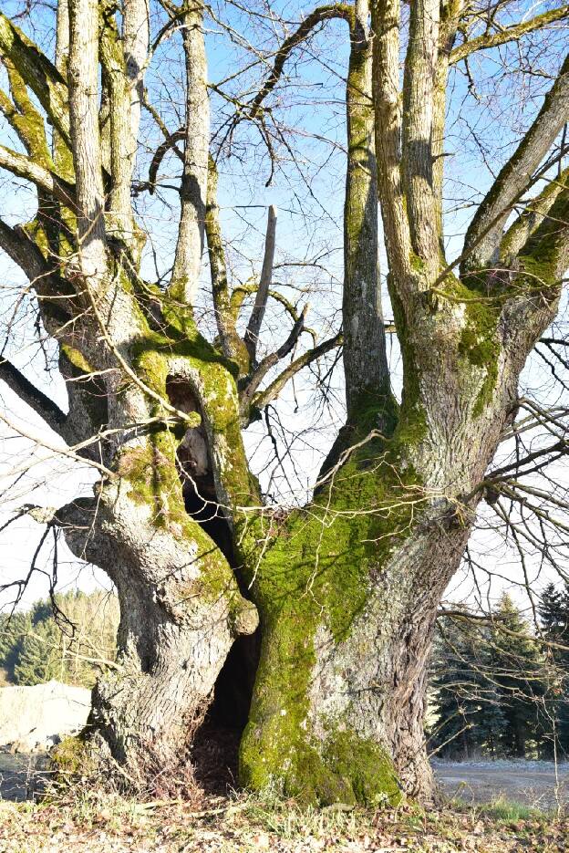 Fraulinde am Federhof bei Krondorf (Tilia platyphyllos), Umfang 8,56 m 