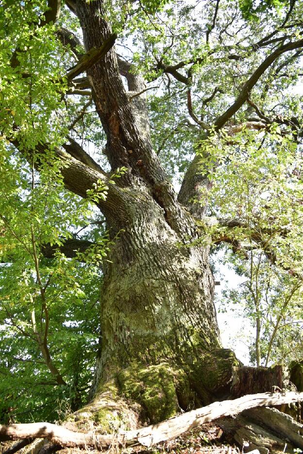 Fröhlich - Wege zu alten Bäumen - Sachsen-Anhalt - Nr 218 - Eiche am Kapengraben bei Oranienbaum 