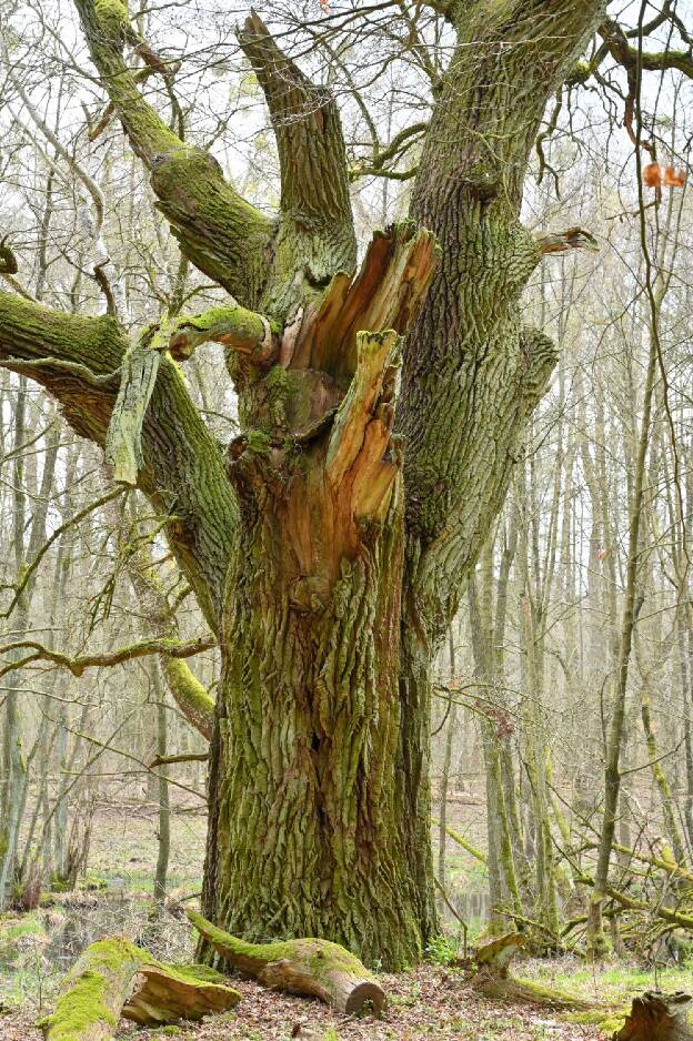 Knorrige Eiche am Bruchrand bei Dannenwalde, Umfang 5,82 m