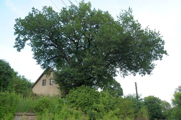 Fröhlich - Wege zu alten Bäumen - Brandenburg - Nr 145 - Eiche in Schiffmühle