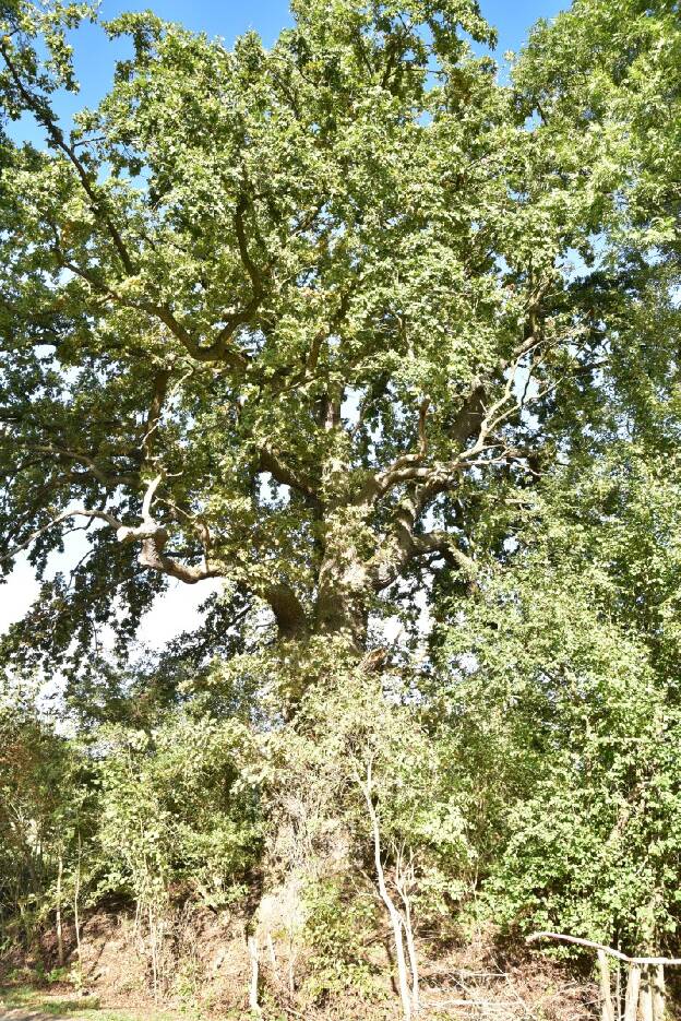 Eiche Nr 3 südöstlich Schlieffenberg (Quercus robur), Umfang 6,72 m 