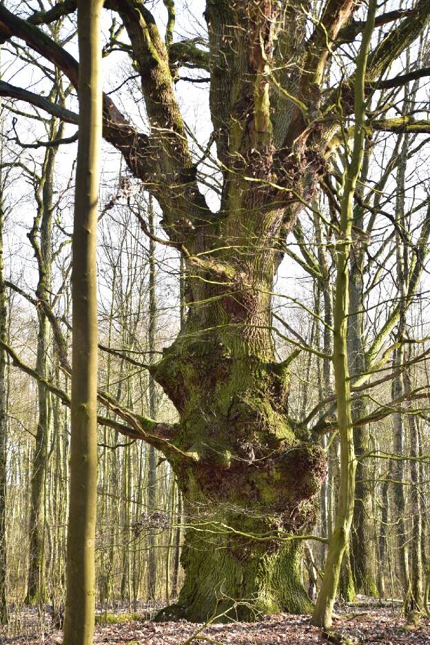 Eiche im Bruchwald bei Ludorf, Umfang 6,62 m