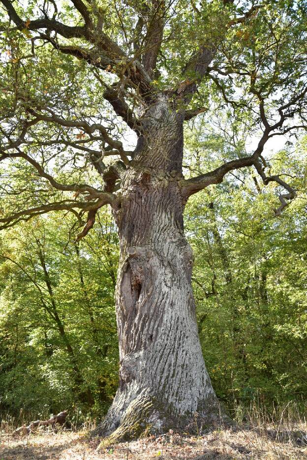 Eiche am Weg zum Kapenschlößchen bei Vockerode, Umfang 6,00 m