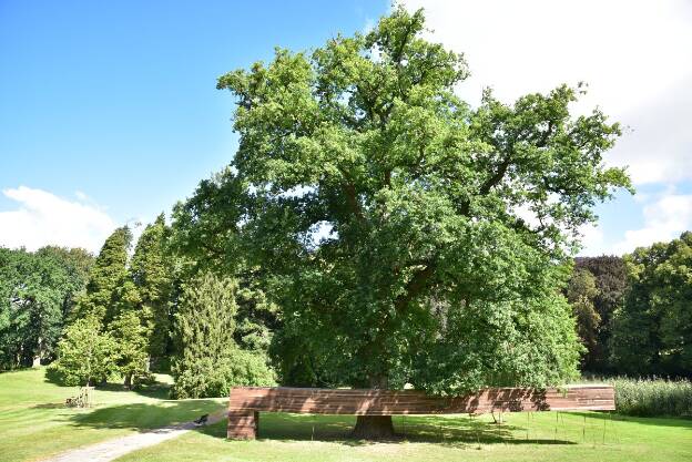 Eiche im Schlosspark von Kaarz, Umfang 6,04 m