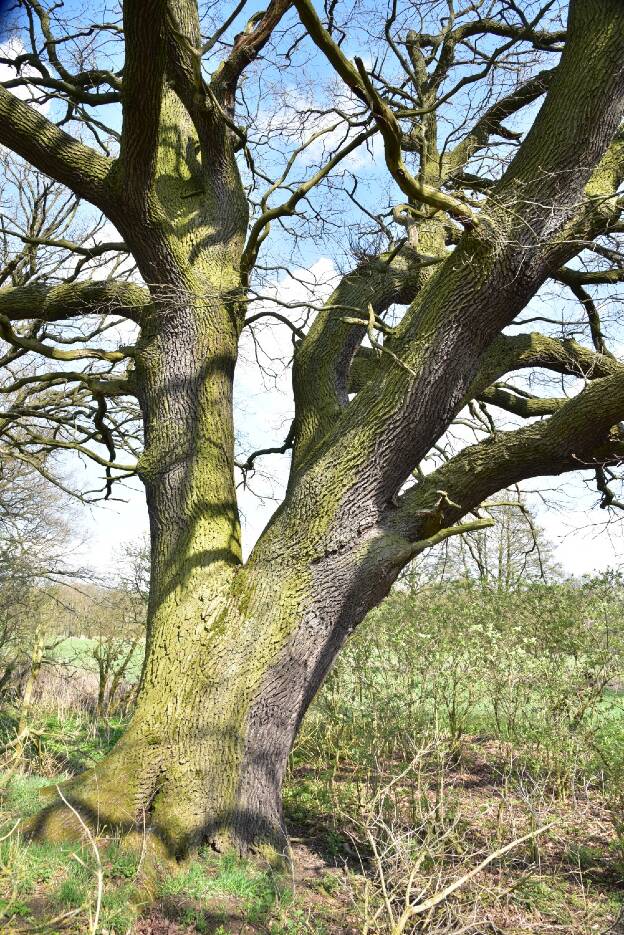 Südlichste von vier Feldeichen bei Kasel-Golzig, Umfang 5,72 m