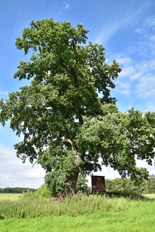Eiche am Graben bei Klein Gievitz, Umfang 5,78 m 