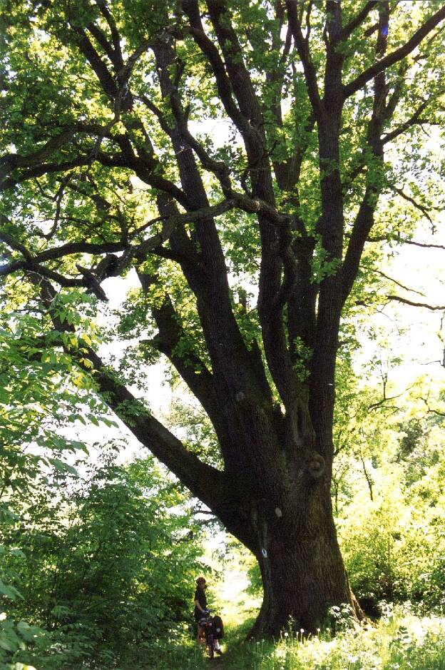 Fröhlich - Wege zu alten Bäumen - Sachsen-Anhalt - Nr 6 - Pyramideneiche in Aulosen