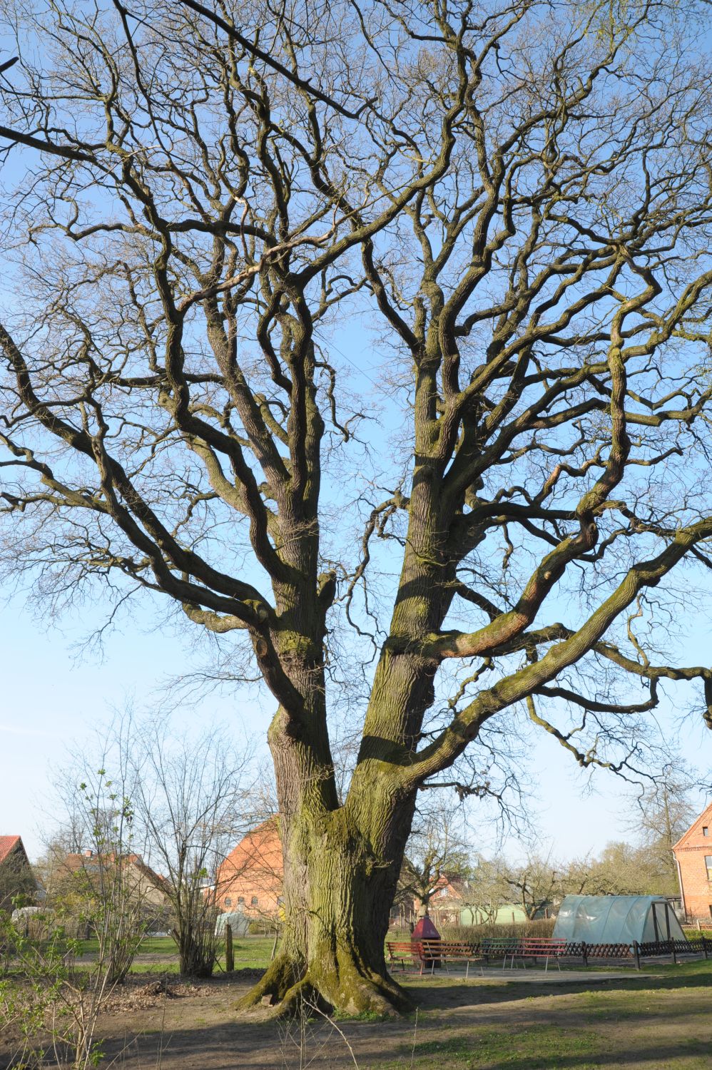 Fröhlich - Wege zu alten Bäumen - Brandenburg - Nr 9 - Traueiche im Schloßpark Retzin