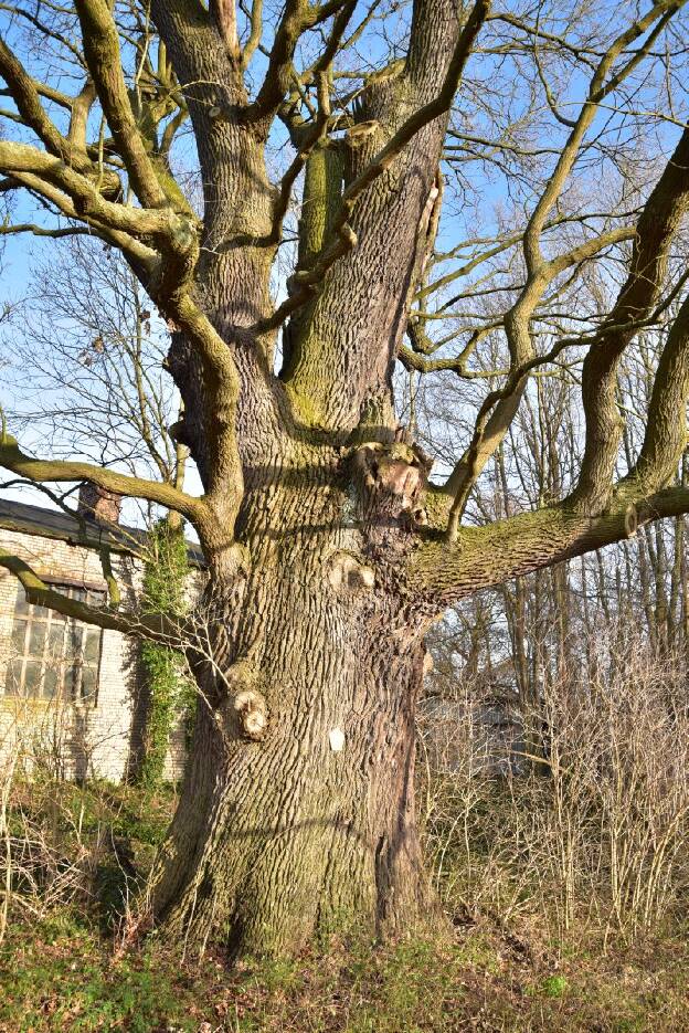 Waldemareiche in Heinersdorf (Quercus robur), Umfang 8,02 m 