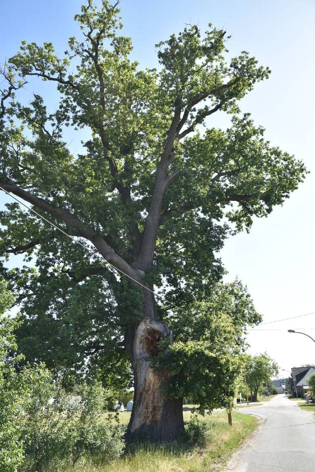 Eiche in Siebmannshorst (Quercus robur), Umfang 6,45 m