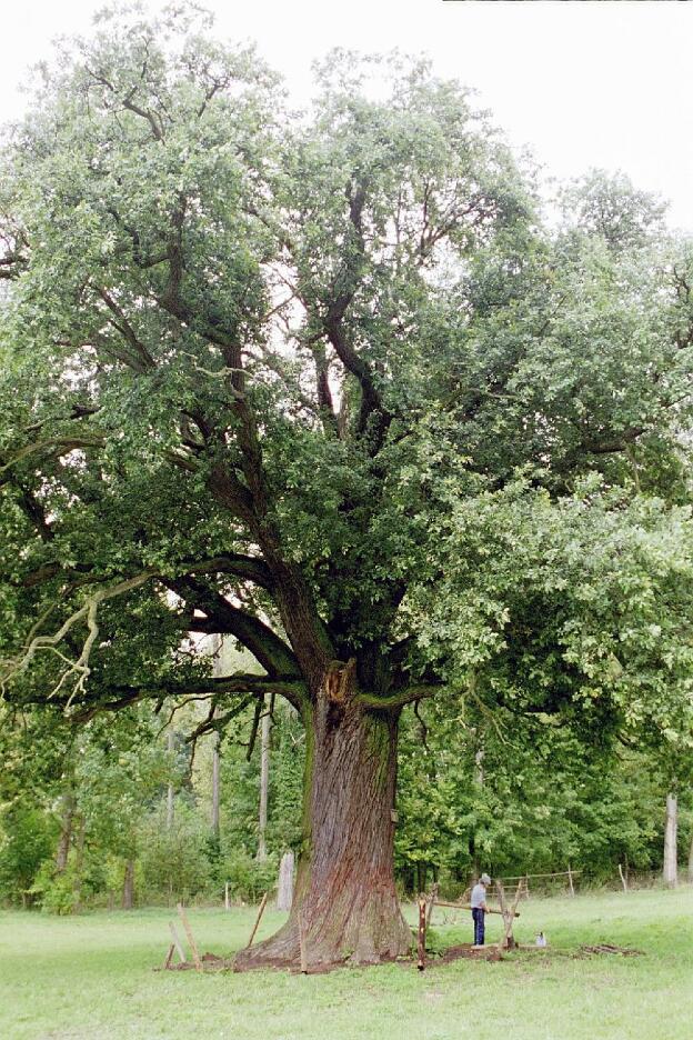 Fröhlich - Wege zu alten Bäumen - Brandenburg - Nr 159 -  Eiche am Haselberger Park