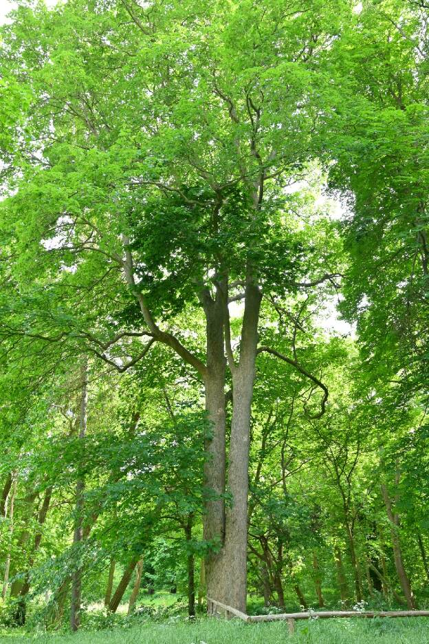 Fröhlich - Wege zu alten Bäumen - Mecklenburg-Vorpommern - Nr 168 - Bergahorn an der Burgruine von Klein Luckow