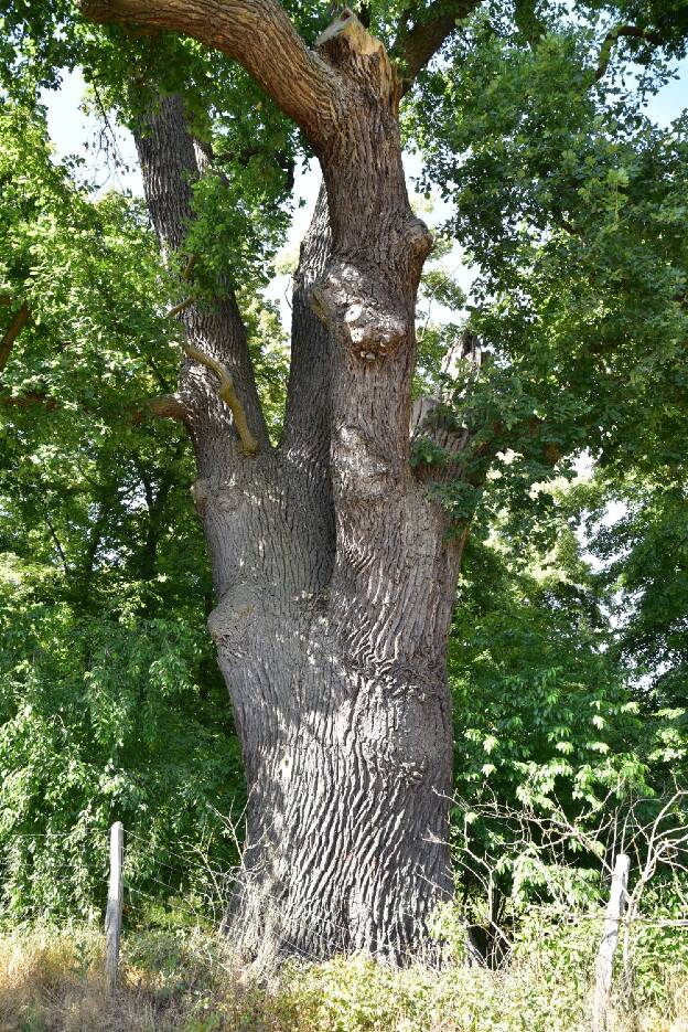 Stärkste Eiche an der Schäferei in Jühnsdorf, Umfang 6,61 m