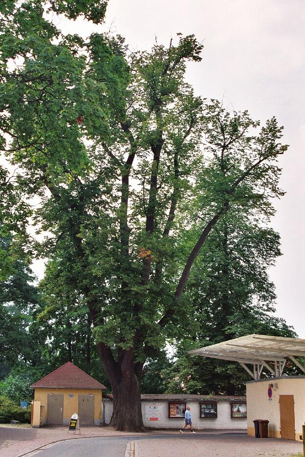 Fröhlich - Wege zu alten Bäumen - Sachsen - Nr 133 - Linde beim Schloß Pulsnitz