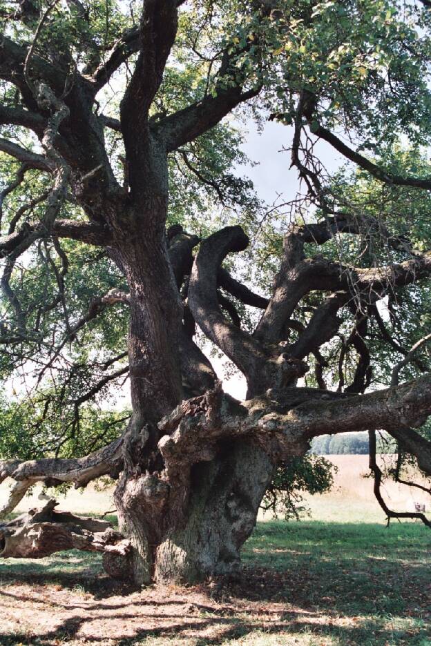 Fröhlich - Wege zu alten Bäumen - Mecklenburg-Vorpommern - Nr 16 - † Wildapfelbaum bei Stubbendorf