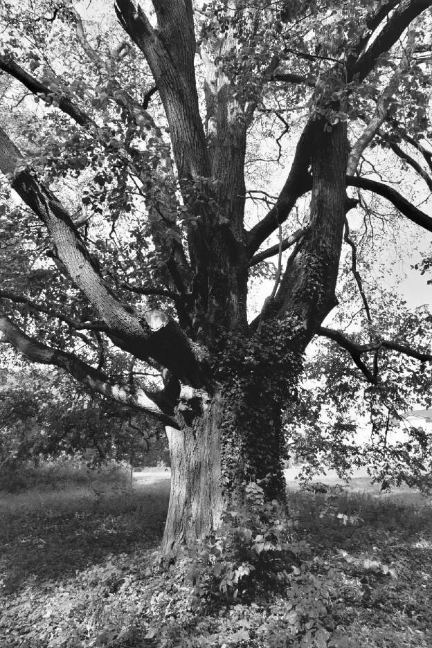 Fröhlich - Wege zu alten Bäumen - Sachsen-Anhalt - Nr 22 - † Ulme in Kunrau