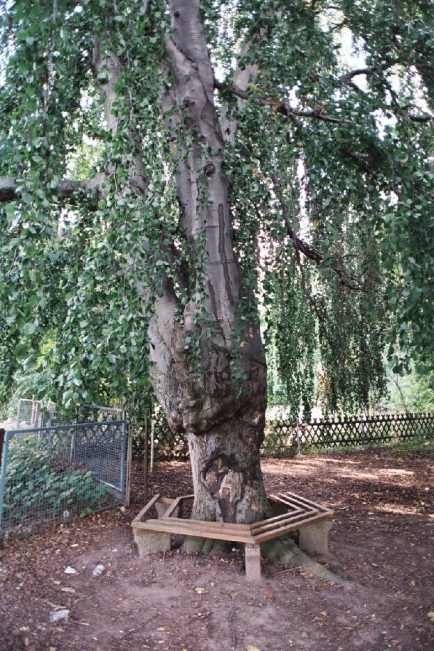 Fröhlich - Wege zu alten Bäumen - Sachsen - Nr 79 - Trauerbuche in Ragewitz bei Riesa