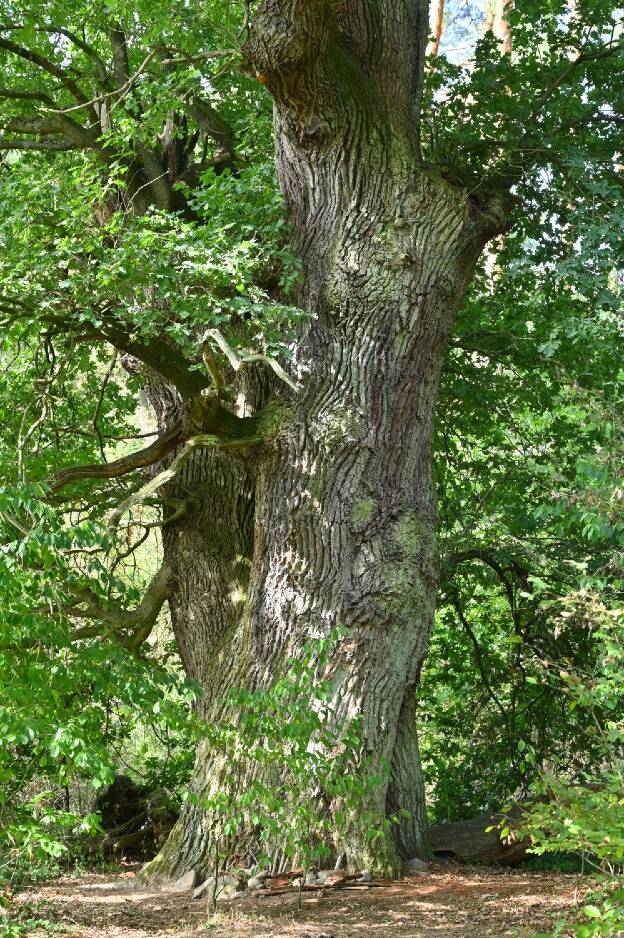 Eiche am Apfelberg bei Hagelberg, Umfang 6,21 m