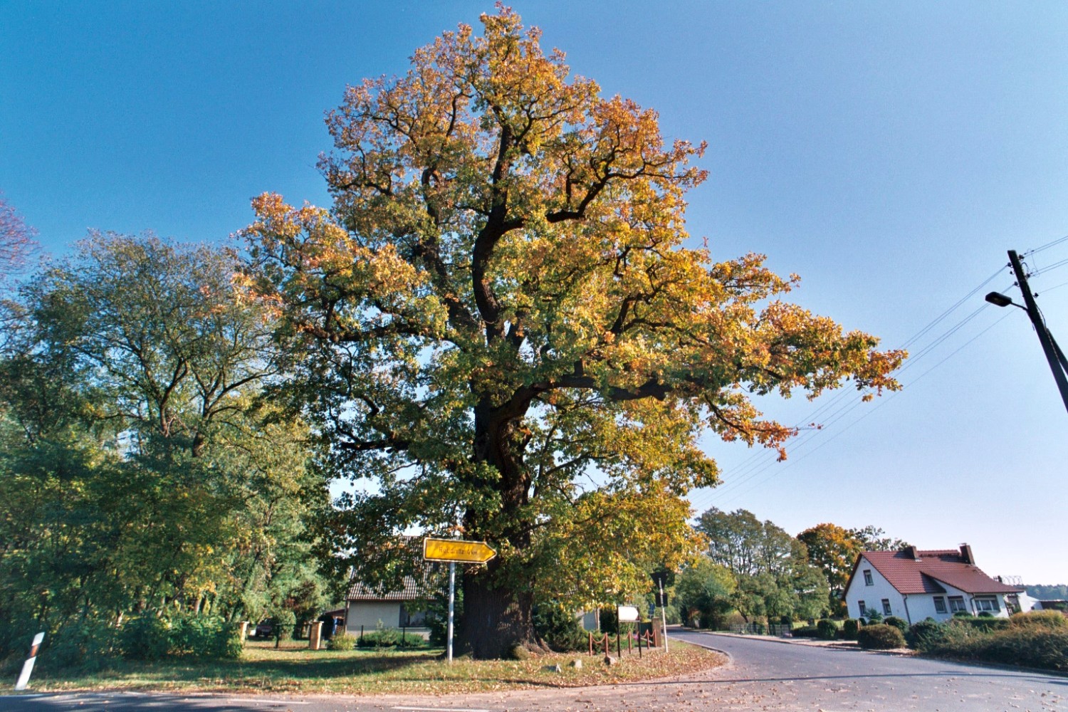 Fröhlich - Wege zu alten Bäumen - Brandenburg - Nr 271 - Trauereiche in Krügersdorf