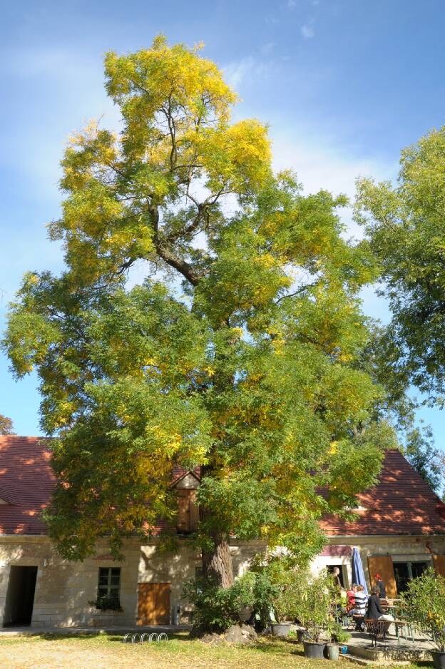 Fröhlich - Wege zu alten Bäumen - Sachsen-Anhalt - Nr 165 - Akazie im Schloßhof von Goseck