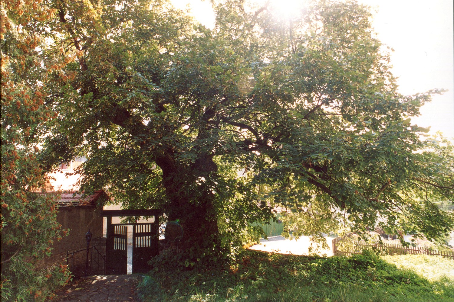 Fröhlich - Wege zu alten Bäumen - Sachsen-Anhalt - Nr 173 - Siegel-Linde in Burgholzhausen