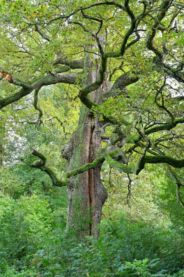 Eiche am Wiesenrand im Mühlenholz bei Havelberg, Umfang 5,08 m