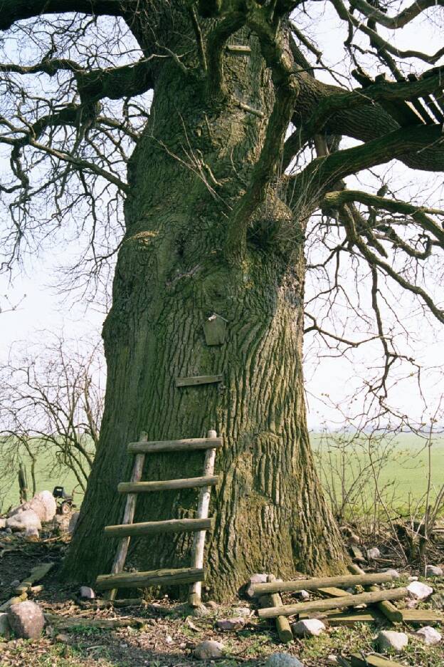 Feldeiche bei Wamckow (Quercus robur), Umfang 6,06 m