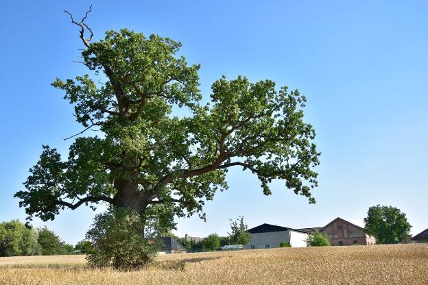 Erste Feldeiche südlich des Ivenacker Sees (Quercus robur), Umfang 5,40 m  