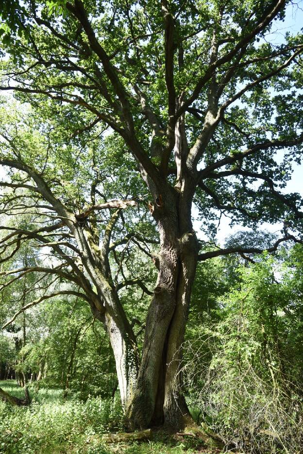 Eiche am Großen Fenn bei Böhne - Umfang 5,76 m 