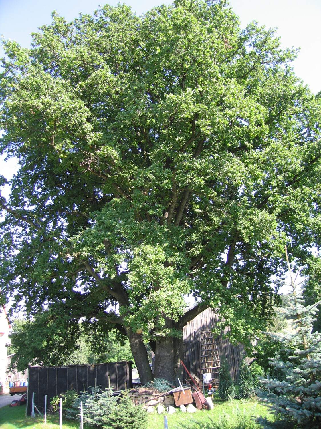 Fröhlich - Wege zu alten Bäumen - Sachsen - Nr 197 - Eiche in Arnsdorf