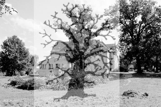 Fröhlich - Wege zu alten Bäumen - Sachsen-Anhalt - Nr 52 - † Linde im Park von Karow