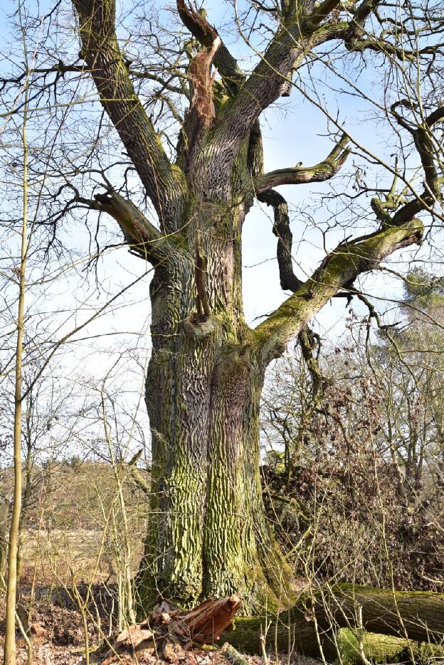Eiche bei Tornow (Quercus robur), Umfang 6,89 m 