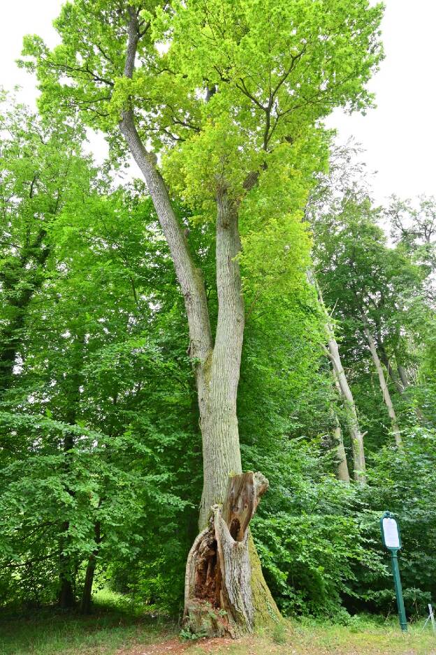 Eiche an der Egeria-Grotte im Schlosspark Rheinsberg, Umfang 5,36 m