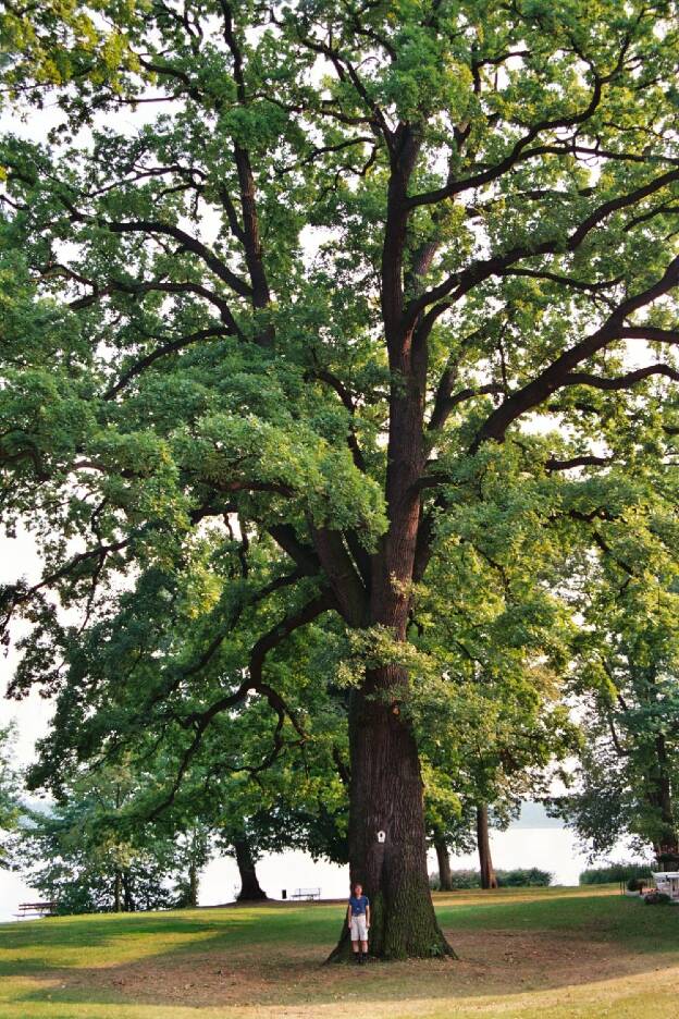 Fröhlich - Wege zu alten Bäumen - Mecklenburg-Vorpommern - Nr 150a - Eiche am Kloster Dobbertin