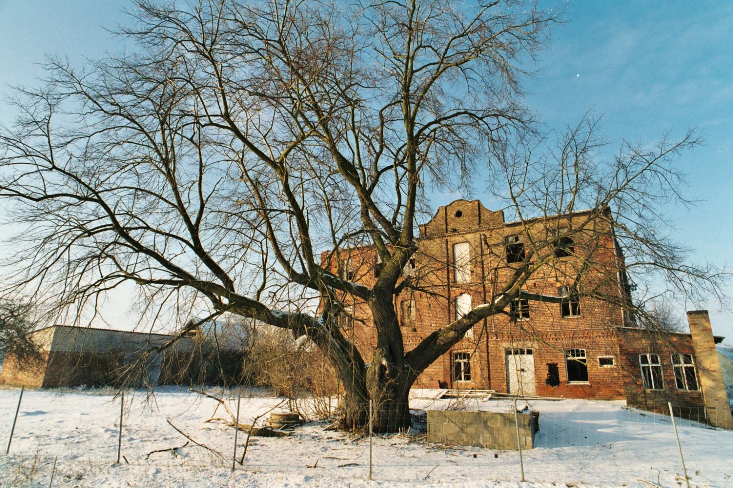 Fröhlich - Wege zu alten Bäumen - Brandenburg - Nr 216 - Linde bei Stülpe