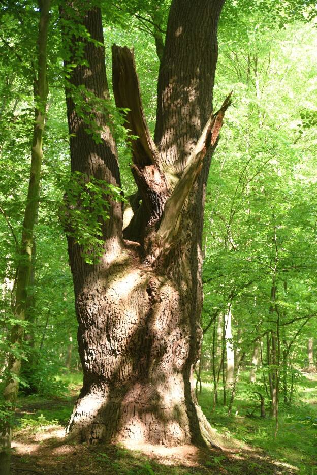 Eiche im Auwald der Großen Röder bei Zabeltitz, Umfang 5,80 m