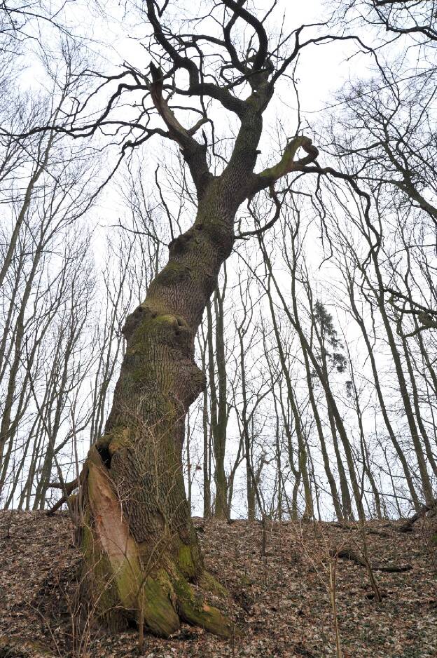 Fröhlich - Wege zu alten Bäumen - Brandenburg - Nr 120a - Eiche bei Hohenfinow