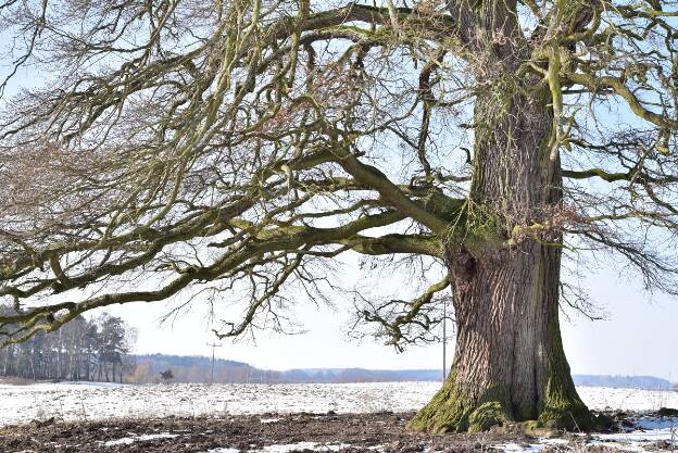 Erste Eiche auf der Seewiese bei Laschendorf, Umfang 6,19 m
