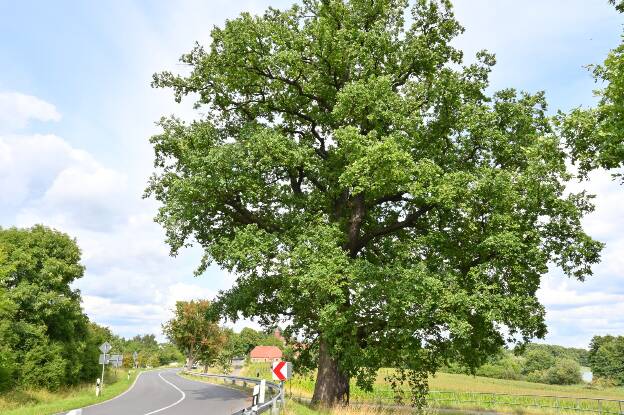 Straßeneiche bei Wustrow, Umfang 5,66 m