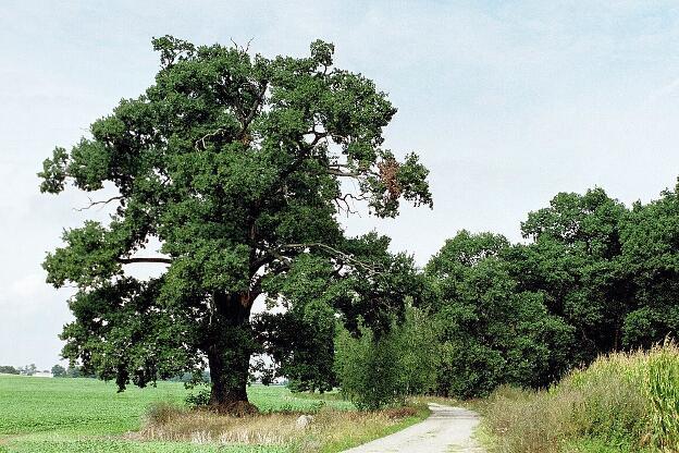 Fröhlich - Wege zu alten Bäumen - Sachsen - Nr 90 - Alte Feldeiche bei Rödern