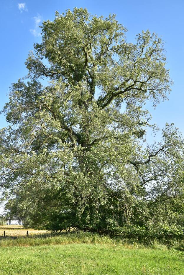 Fröhlich - Wege zu alten Bäumen - Sachsen-Anhalt - Nr 43 - Ulme bei Glindenberg 