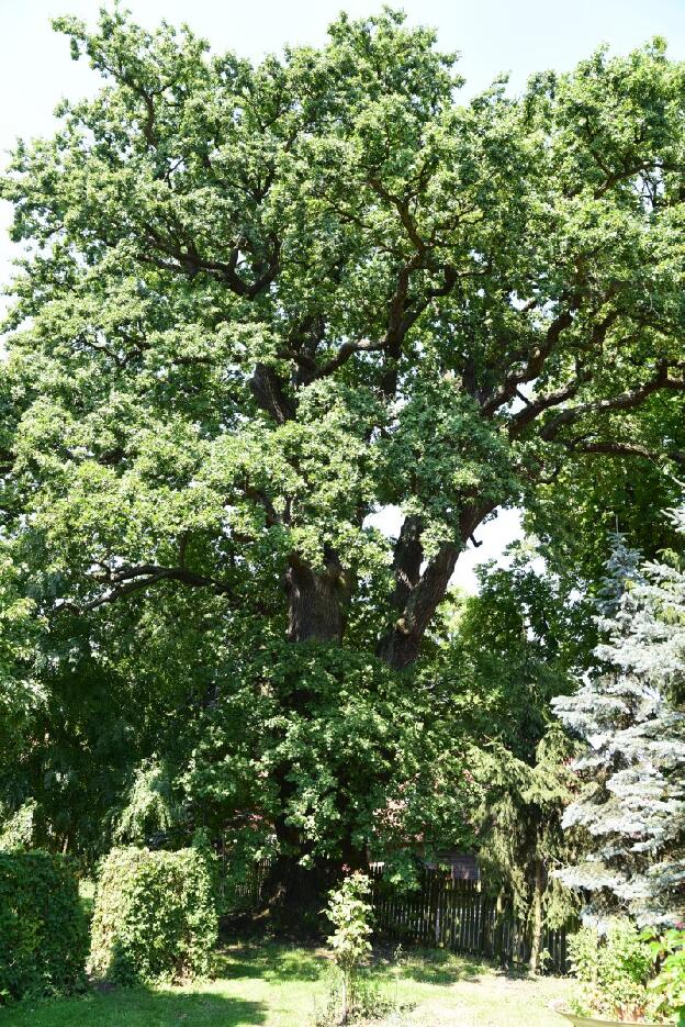 Eiche in Steimke (Quercus robur), Umfang 6,59 m 