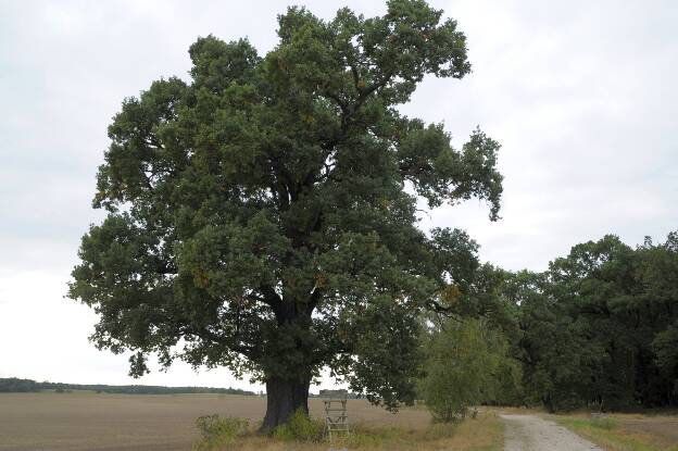 Fröhlich - Wege zu alten Bäumen - Sachsen - Nr 91 - Eiche am 