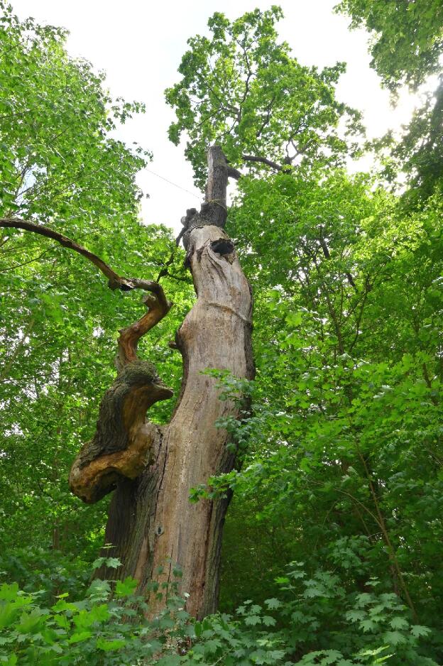 Hirschkopfeiche in Schönwalde (Quercus robur), Umfang 6,65 m 